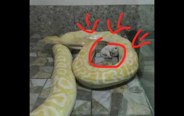 Alamak! Pythons Ini Diberi Makan Anak Anjing Alamak! Pythons Ini Diberi Makan Anak Anjing