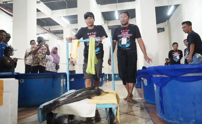 Mas Dhito Sebut Kontes Lele Jumbo di Kediri Pertama di Indonesia Mas Dhito Sebut Kontes Lele Jumbo di Kediri Pertama di Indonesia