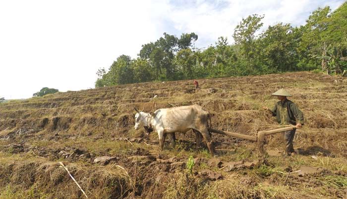 ​Bajak Sawah dengan Tenaga Sapi Tetap Eksis di Bareng Jombang