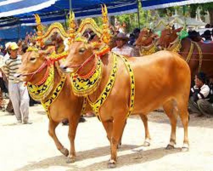Berawal dari Memanfaatkan Sapi Betina, Munculah Tradisi Sapi Sonok di Madura Berawal dari Memanfaatkan Sapi Betina, Munculah Tradisi Sapi Sonok di Madura