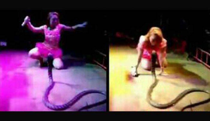 Manggung Bawa Ular, Penyanyi Dangdut Irma Bule Tewas Dipatuk Kobra Manggung Bawa Ular, Penyanyi Dangdut Irma Bule Tewas Dipatuk Kobra