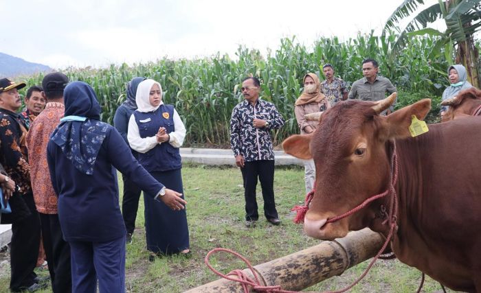 Poktan Trawas Terima Bantuan Lima Ekor Sapi dari Bupati Mojokerto