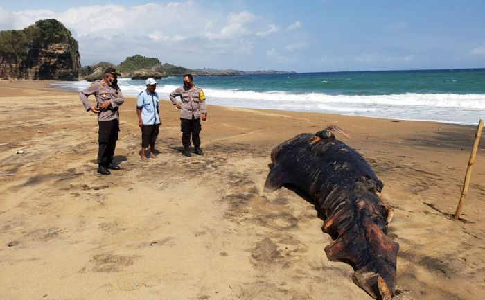 Bangkai Hiu Paus Ditemukan Terdampar di Pantai Jebring Blitar Bangkai Hiu Paus Ditemukan Terdampar di Pantai Jebring Blitar