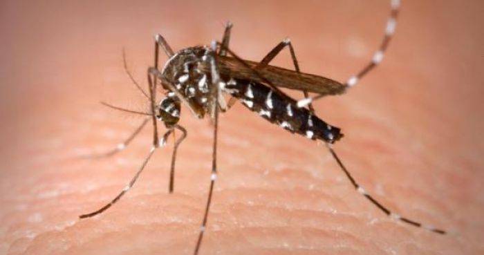 Enam Nyawa Melayang, Situbondo KLB Demam Berdarah