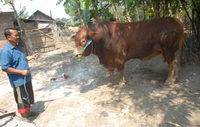 Sapi Limosin Seberat 1,3 Ton di Jombang ini Siap Dilego untuk Kurban