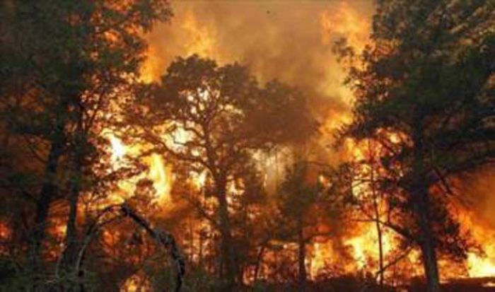 Sebulan, 52 Hektare Hutan di Pacitan Ludes Dilalap Api Sebulan, 52 Hektare Hutan di Pacitan Ludes Dilalap Api