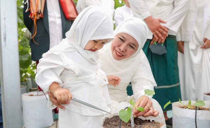 Gubernur Khofifah Ajak Cucu Tanam dan Panen Golden Melon di Green House Masjid Al Akbar Gubernur Khofifah Ajak Cucu Tanam dan Panen Golden Melon di Green House Masjid Al Akbar