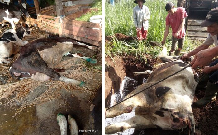 Ratusan Sapi di Kota Batu Terjangkit PMK, Peternak Terpaksa Jual Rugi Ratusan Sapi di Kota Batu Terjangkit PMK, Peternak Terpaksa Jual Rugi