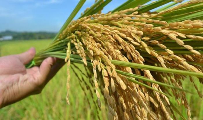 Ratusan Petani di Pasuruan Terima Bantuan Bibit Padi dari Provinsi Ratusan Petani di Pasuruan Terima Bantuan Bibit Padi dari Provinsi
