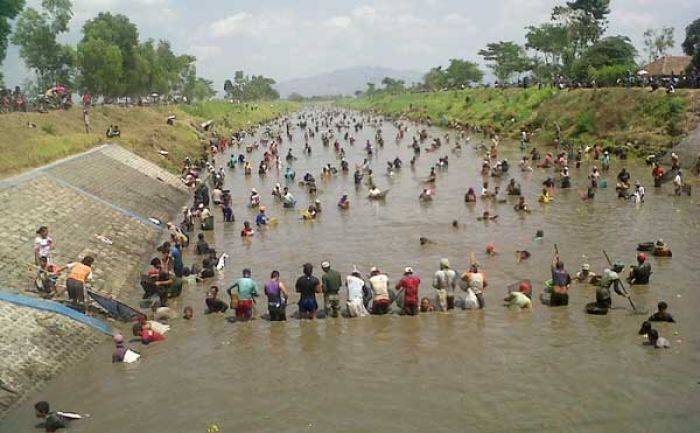 Kali Digelontor, Ribuan Warga di Boyolangu Rebutan Ikan Mabuk Kali Digelontor, Ribuan Warga di Boyolangu Rebutan Ikan Mabuk