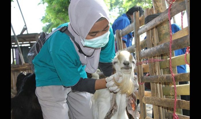 Permudah Kendalikan Penyakit Hewan, Pemkab Pasuruan Intens Galakkan iSIKHNAS