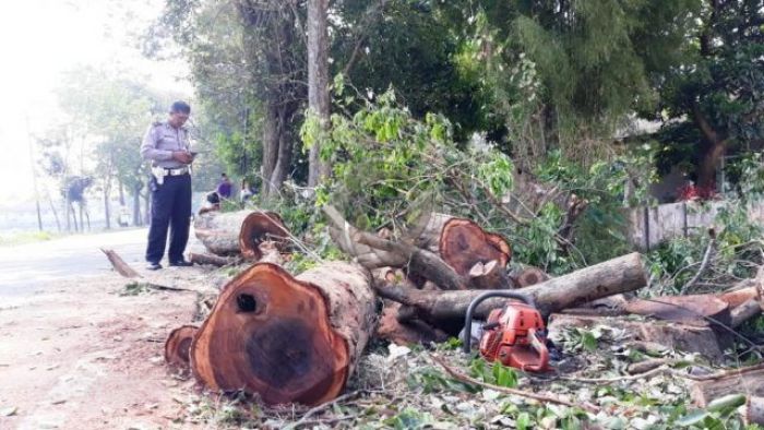 Penebangan Ratusan Pohon Sonokeling di Pasuruan Dilaporkan Polisi Penebangan Ratusan Pohon Sonokeling di Pasuruan Dilaporkan Polisi