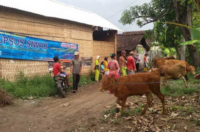 Wujudkan Ketahanan Pangan Daging Sapi, Pemkab Probolinggo Galakkan Program Upsus Siwab Wujudkan Ketahanan Pangan Daging Sapi, Pemkab Probolinggo Galakkan Program Upsus Siwab