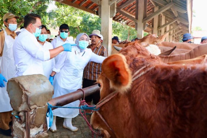 Tinjau Penjualan Sapi di Kota Probolinggo, Pj Adhy: Ekonomi Jatim Harus Stabil di Tengah Wabah PMK Tinjau Penjualan Sapi di Kota Probolinggo, Pj Adhy: Ekonomi Jatim Harus Stabil di Tengah Wabah PMK