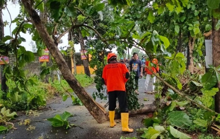 Hujan Disertai Angin Kencang Terjang Jombang, Sejumlah Pohon Tumbang Tutup Jalan