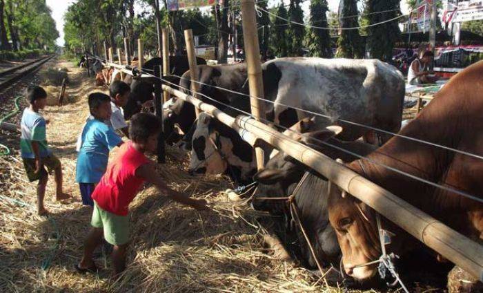 Jelang Idul Adha, Penjual Hewan Kurban Mulai Banjiri Sidoarjo Jelang Idul Adha, Penjual Hewan Kurban Mulai Banjiri Sidoarjo