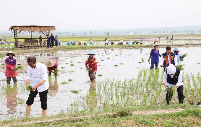 Jaga Produktivitas, Gubernur Khofifah Komitmen Dorong Percepatan Masa Tanam Padi Jaga Produktivitas, Gubernur Khofifah Komitmen Dorong Percepatan Masa Tanam Padi