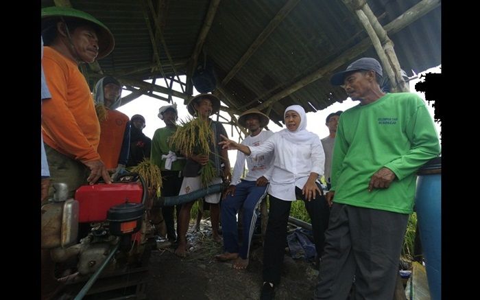 Dikeluhkan Petani di Jombang, Khofifah Langsung Hubungi Mentan Dikeluhkan Petani di Jombang, Khofifah Langsung Hubungi Mentan