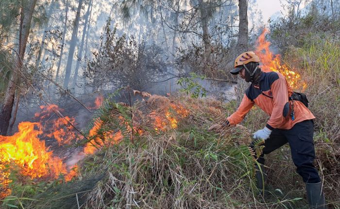 Akibat Kebakaran Hutan Panderman, Jalur Pendakian Ditutup Sementara Akibat Kebakaran Hutan Panderman, Jalur Pendakian Ditutup Sementara