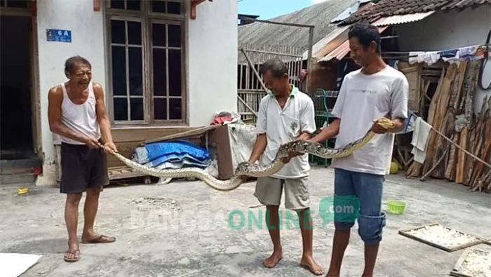 Seekor Ular Hebohkan Tempat Hajatan di Kota Blitar