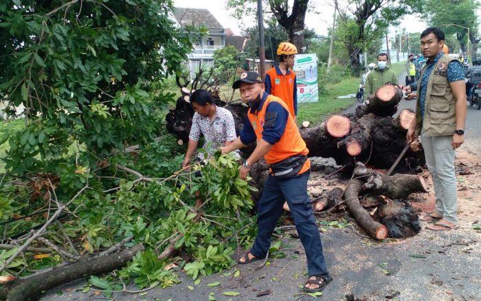 Tangani Pohon Tumbang, BPBD Pasuruan Libatkan Petugas Gabungan dan Relawan Tangani Pohon Tumbang, BPBD Pasuruan Libatkan Petugas Gabungan dan Relawan