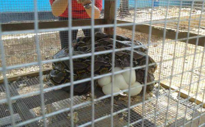 Serang Ternak Milik Warga, 3 Ular Raksasa di Semanding Tuban Ditangkap Serang Ternak Milik Warga, 3 Ular Raksasa di Semanding Tuban Ditangkap