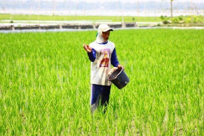 Disperta Bojonegoro Lamban, Baru Ajukan Tambahan Pupuk saat Dibutuhkan Disperta Bojonegoro Lamban, Baru Ajukan Tambahan Pupuk saat Dibutuhkan