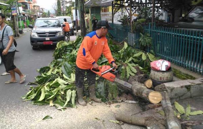 Pohon Tumbang di Jalan Arjuno Kota Batu