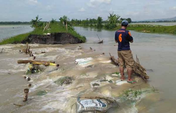 Tanggul Kali Ingas di Kanor Kembali Jebol, Puluhan Hektar Tanaman Padi Tergenang Tanggul Kali Ingas di Kanor Kembali Jebol, Puluhan Hektar Tanaman Padi Tergenang