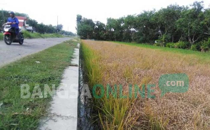 Sawah di 15 Kecamatan di Jombang Diserang Wereng, Gagal Panen Bayangi Petani Sawah di 15 Kecamatan di Jombang Diserang Wereng, Gagal Panen Bayangi Petani