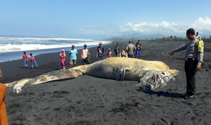 Terdampar di Pantai Bambang, Ikan Paus Sepanjang 11 Meter jadi Tontonan Warga
