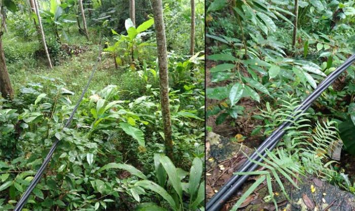 Setahun Lebih Bentangan Kabel PLN Menjuntai ke Tanah, Namun Belum Diperbaiki Setahun Lebih Bentangan Kabel PLN Menjuntai ke Tanah, Namun Belum Diperbaiki