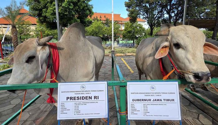 Presiden Prabowo dan Khofifah-Emil Kompak Pilih Sapi Lokal Peranakan Ongole untuk Kurban Presiden Prabowo dan Khofifah-Emil Kompak Pilih Sapi Lokal Peranakan Ongole untuk Kurban
