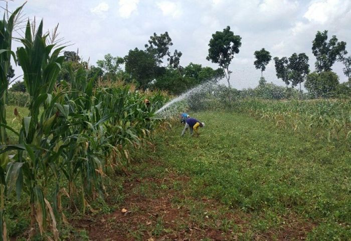 Petani Kacang Tanah di Tuban Terancam Gagal Panen Petani Kacang Tanah di Tuban Terancam Gagal Panen