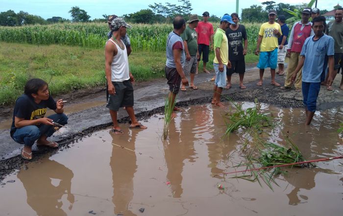 Jalan Rusak, Puluhan Warga Desa Ngepoh Probolinggo Gelar Aksi Tanam Padi dan Mancing di Tengah Jalan