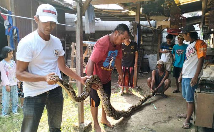 Ditemukan di Kandang Ayam, Piton 5 Meter di Pandaan Pasuruan Jadi Tontonan Warga Ditemukan di Kandang Ayam, Piton 5 Meter di Pandaan Pasuruan Jadi Tontonan Warga