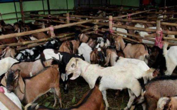 Tafsir Al-Nahl: Idul Adha, Satu Kambing untuk Satu Keluarga Tafsir Al-Nahl: Idul Adha, Satu Kambing untuk Satu Keluarga