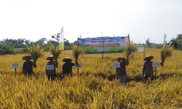 ​Tetap Survive di Masa Pandemi, Produksi Padi Lamongan Meningkat