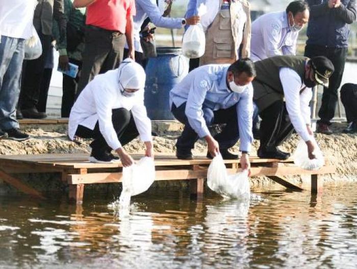 Potensi Ikan Kerapu di Lamongan Besar, Gubernur Khofifah Minta Produktivitas Dimasifkan Potensi Ikan Kerapu di Lamongan Besar, Gubernur Khofifah Minta Produktivitas Dimasifkan