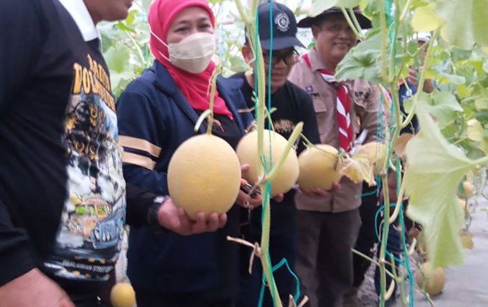 Gubernur Khofifah Hadiri Panen Melon Karya Adik-Adik Pramuka di Edupark Ngrowo Bening