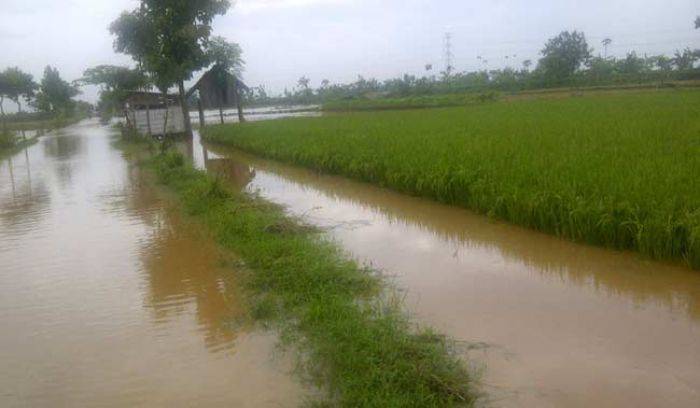 Fantastis, Banjir di Tuban Membuat Petani Rugi Rp 22,7 Miliar Fantastis, Banjir di Tuban Membuat Petani Rugi Rp 22,7 Miliar