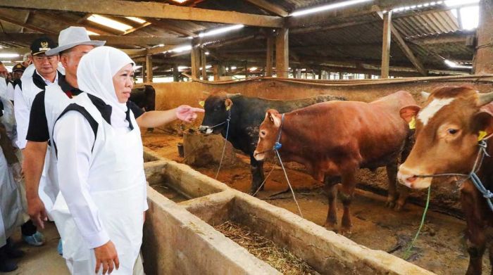 Surplus Hewan Kurban, Jawa Timur Siap Hadapi Idul Adha 2026