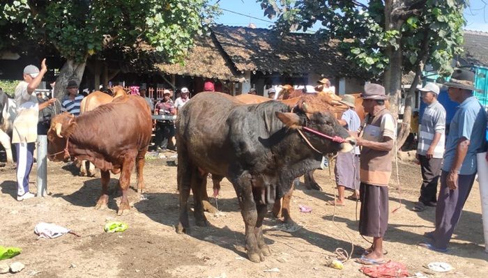 Pasar Hewan Kembali Buka, Pedagang Luar Jember Dilarang Masuk Pasar Hewan Kembali Buka, Pedagang Luar Jember Dilarang Masuk