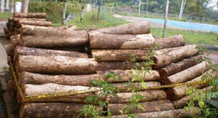 Dua Pencuri Kayu Perhutani di Kediri Diringkus Dua Pencuri Kayu Perhutani di Kediri Diringkus