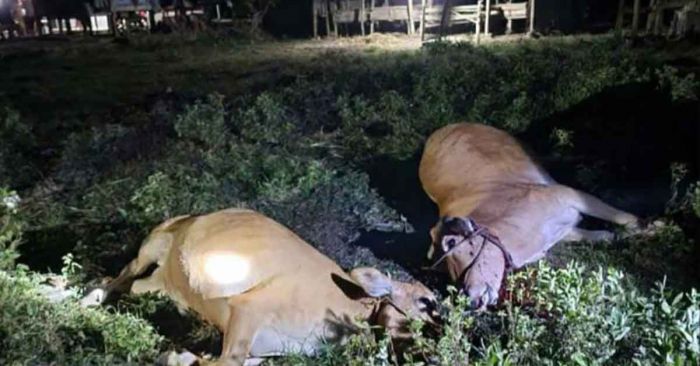 Wabah Misterius di Bangkalan Sebabkan Puluhan Sapi Mati Mendadak Wabah Misterius di Bangkalan Sebabkan Puluhan Sapi Mati Mendadak