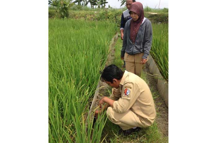 Tanaman Padi di Bojonegoro Diserang Bakteri Xanthomonas