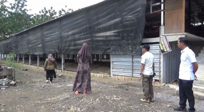 Warga Rejomulyo Ngawi Keluhkan Bau Peternakan Ayam Petelur, Minta Perbaiki Pengelolaan Limbah