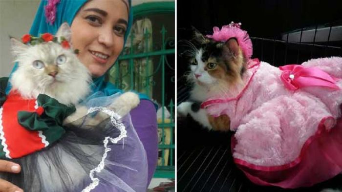 Percaya atau Tidak, Bikin Baju Kucing Bisa Hasilkan Rp 70 Juta per Bulan!