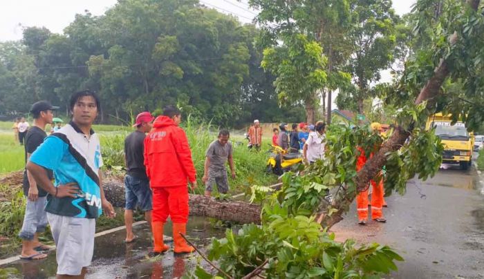 Banyak Pohon Tumbang, BPBD Jember Paparkan Alasannya Banyak Pohon Tumbang, BPBD Jember Paparkan Alasannya