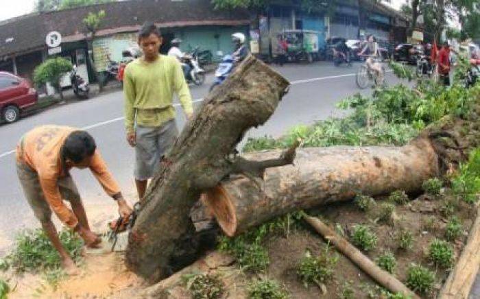 Amankan Jalur Mudik di Madiun, Pohon Tua Dipotong